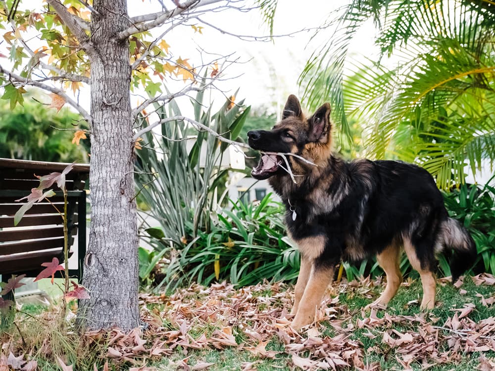 Nobody Talks About Dog Adolescence (But They Should)