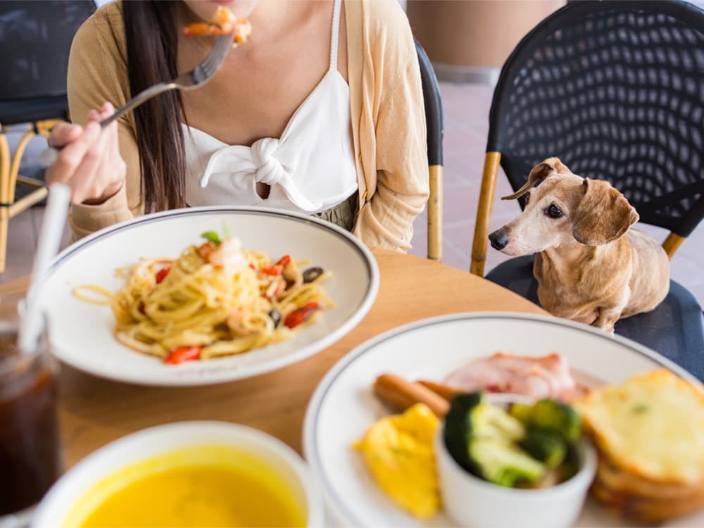 dog looking at person eating