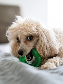 What to Do About Toy-Aggression in Dogs