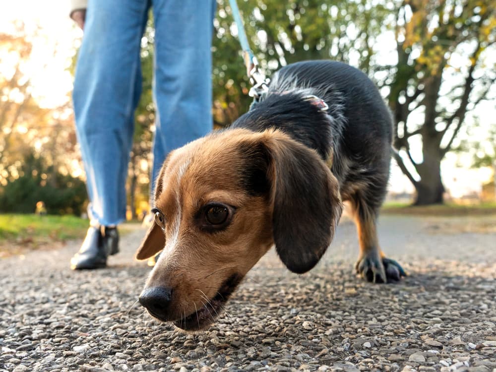 Evening Walk In The Park With A Curious Dog