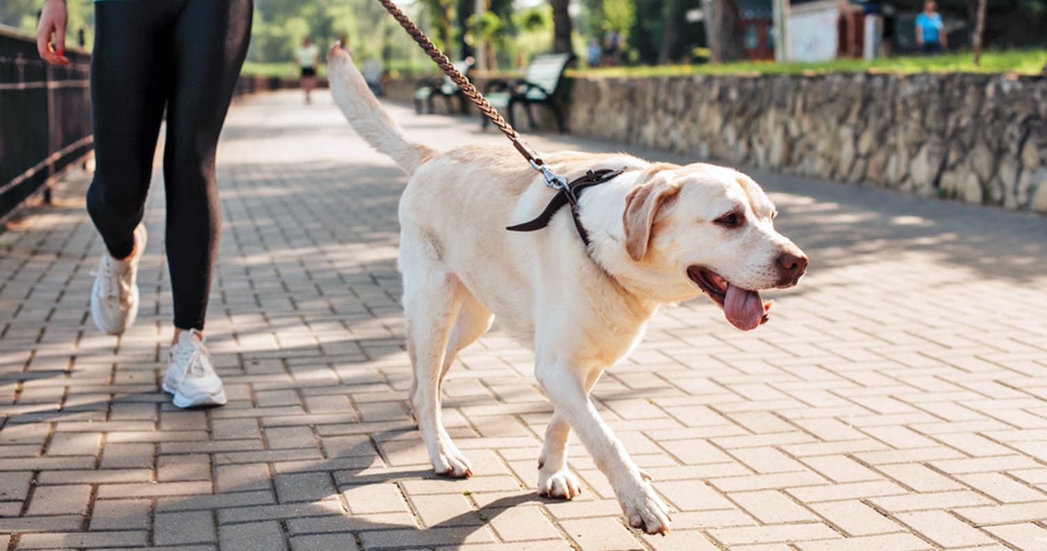Spotting and Treating Hip Dysplasia in Your Labrador