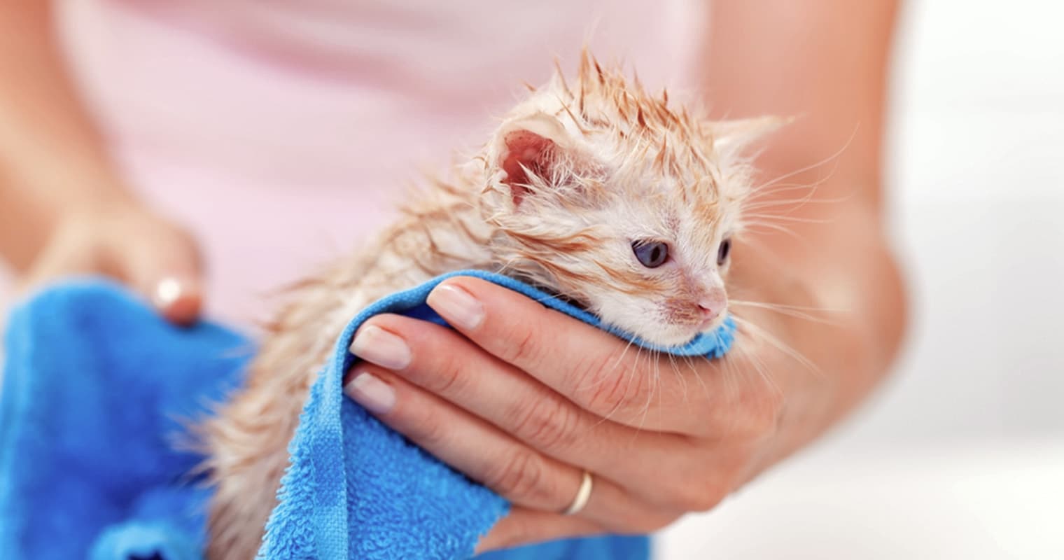 How to Bathe a Kitten