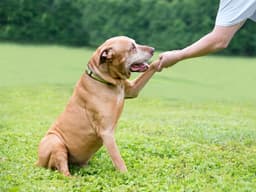How to Teach an Old Dog New Tricks