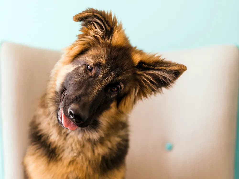 How Long Does the Humane Society Keep German Shepherds?
