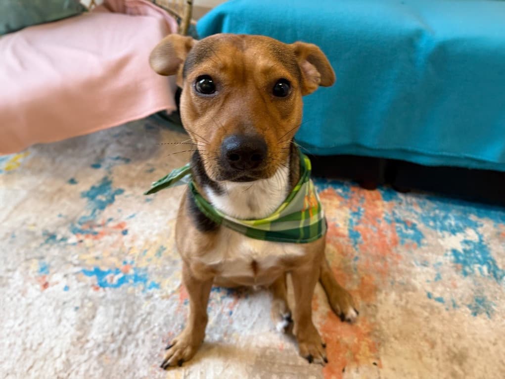 boxer beagle mix