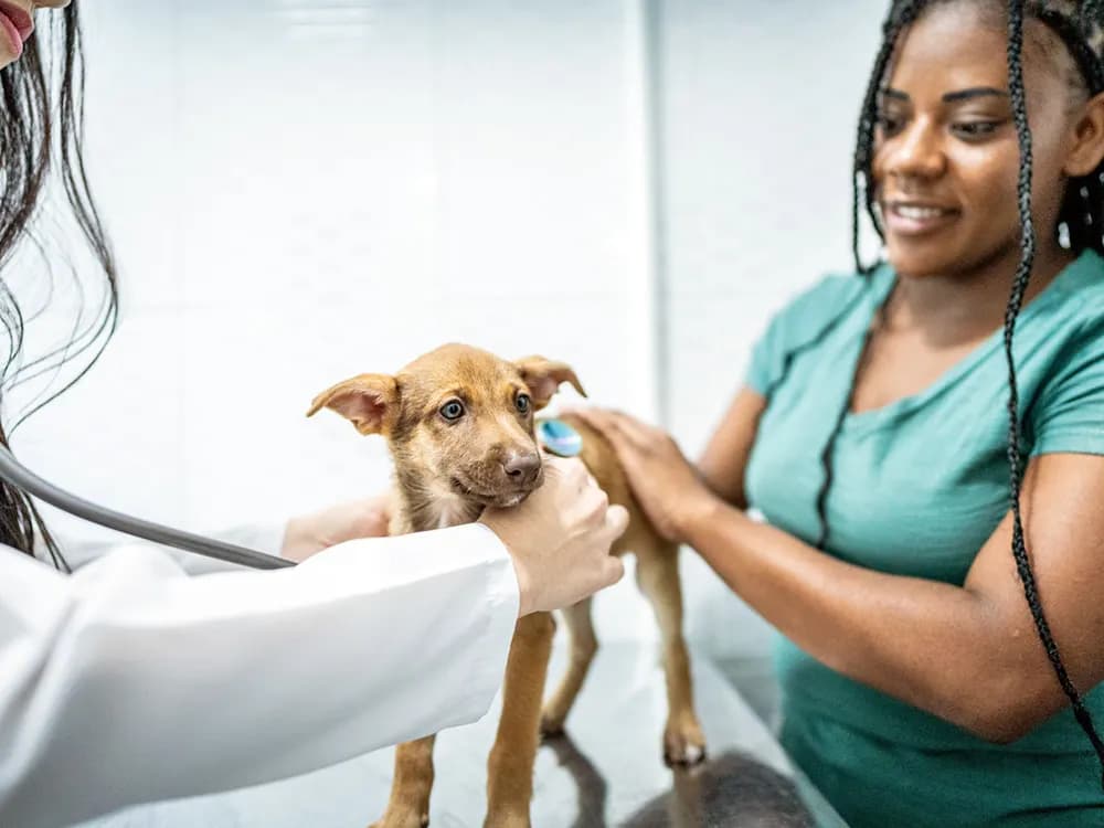 dog gets examined by a veterinarian