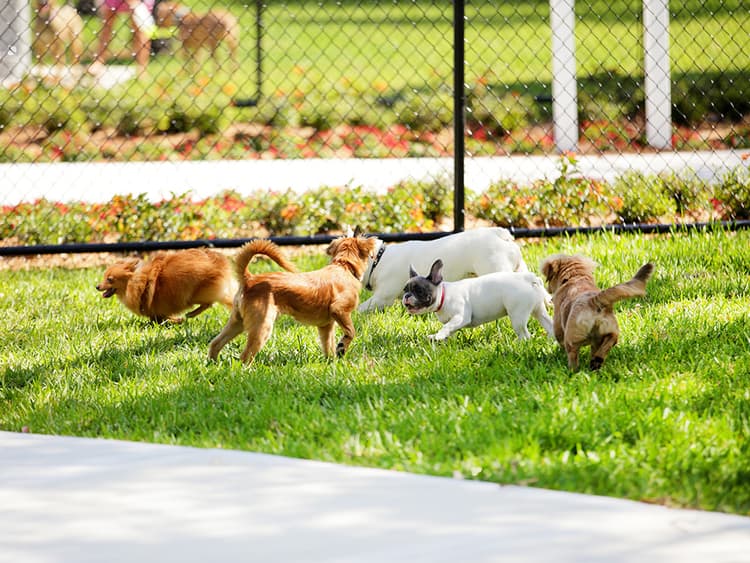Create a Neighborhood Dog Park and Win Over All the Local Pups