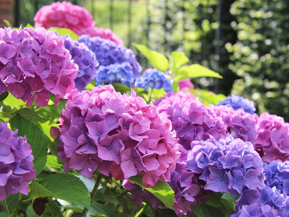 hydrangea