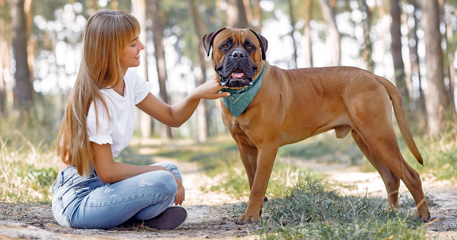 How Do I Surrender My Bull Mastiff?