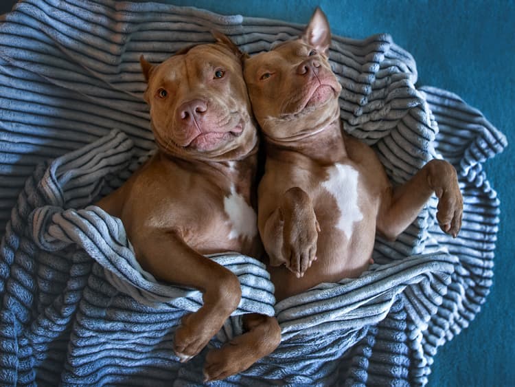 BSL is Just Plain BS