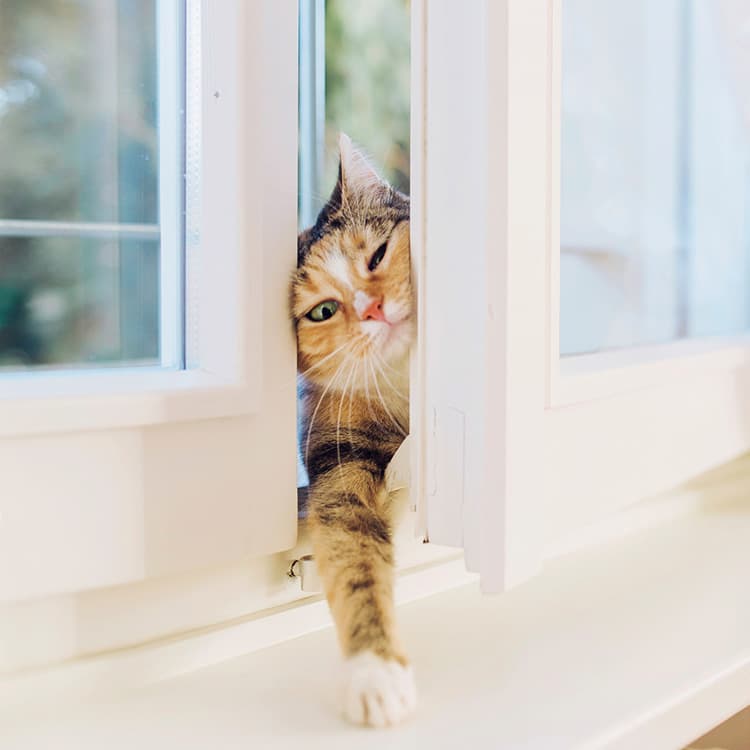 Has a Cat Wandered Into Your Life? It Could Be the Cat Distribution System