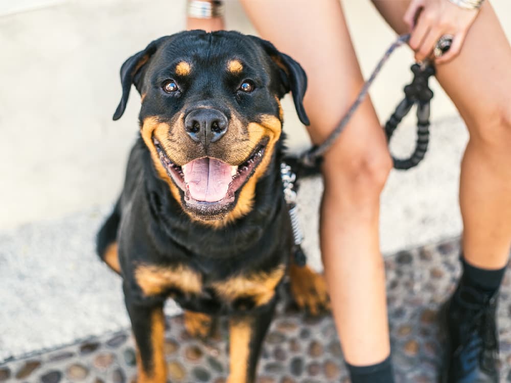 rottweiler