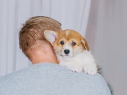Flying with An Emotional Support Animal