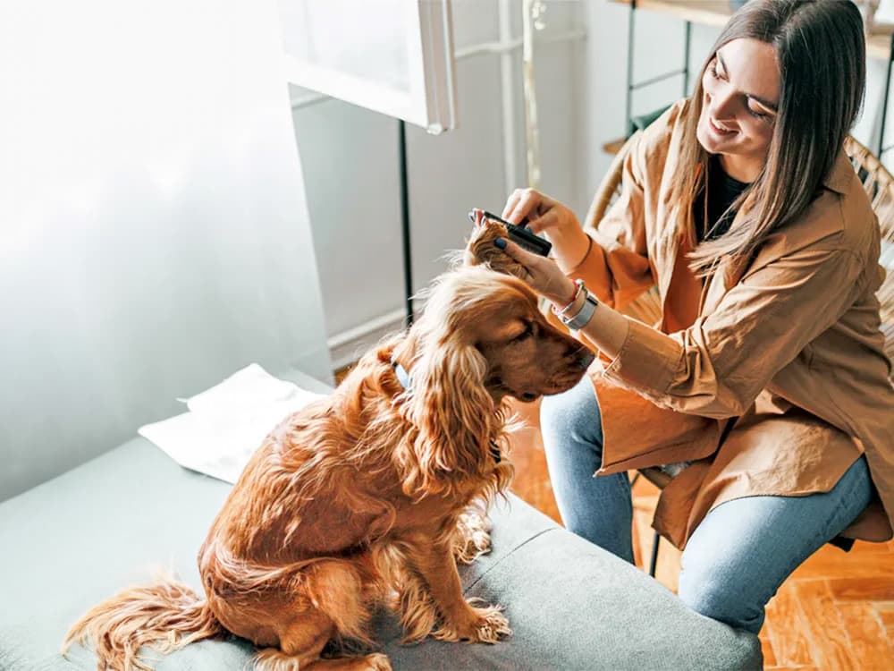 tan cocker spaniel being groomed