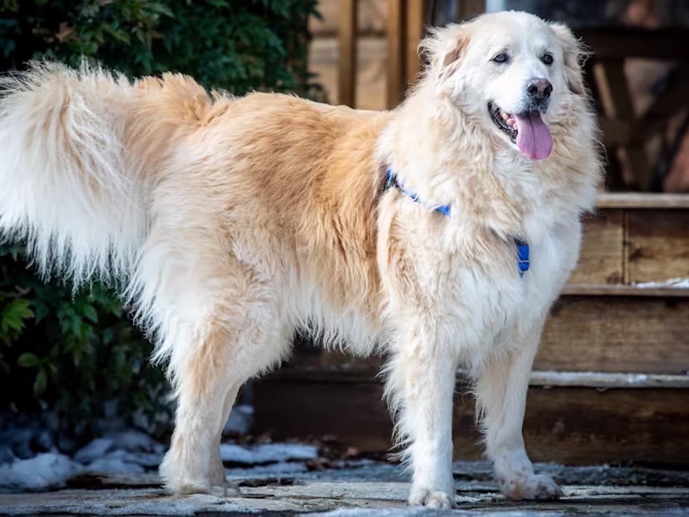 Great Pyrenees/Golden Retriever mix