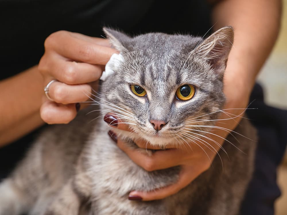 A cat getting its ear cleaned.