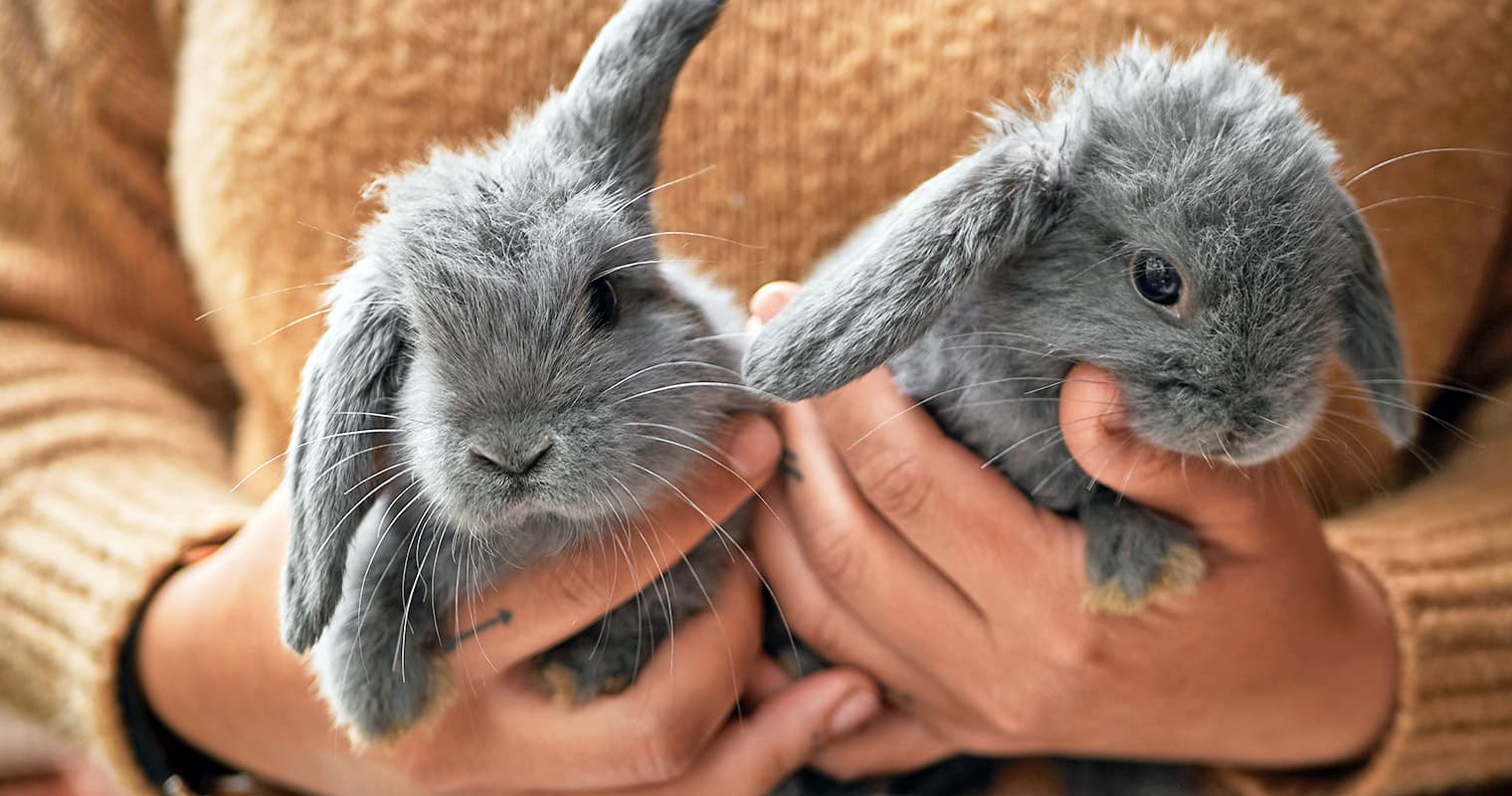 Do Bunnies Need Friends?