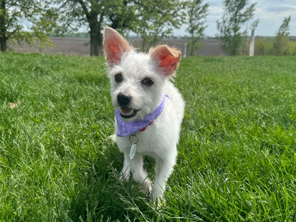 westie terrier mix for adoption