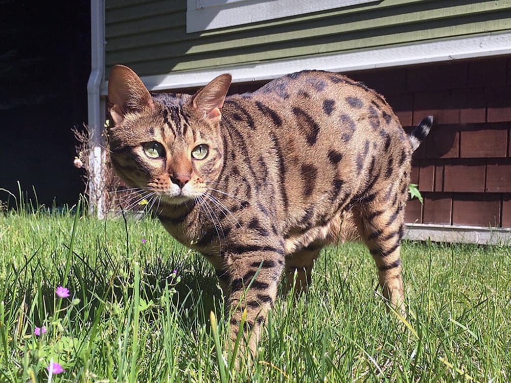 Chester the Cheetoh cat exploring the yard in the sun.