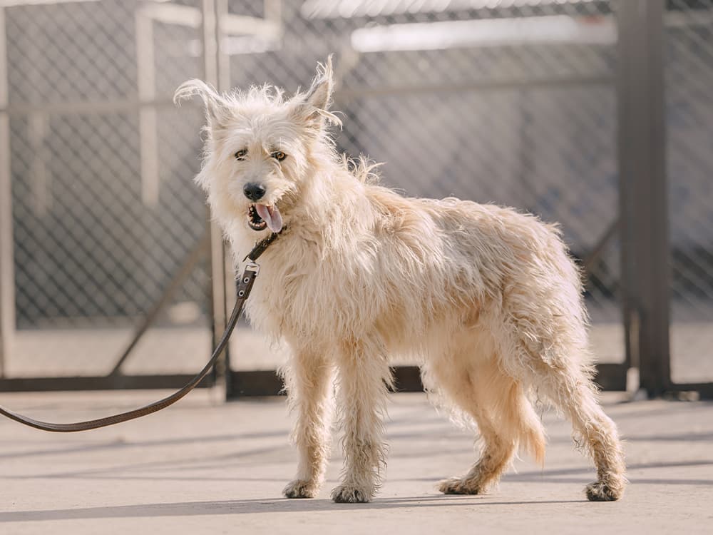 “Should I Adopt an Adult Rescue Dog?”