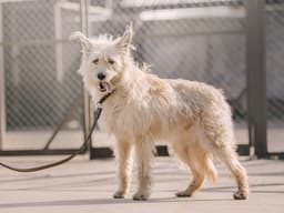 “Should I Adopt an Adult Rescue Dog?”