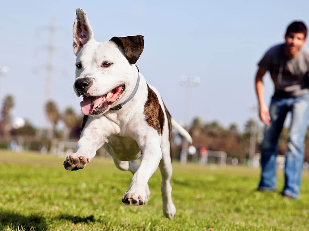 Why Do Dogs Get *So* Excited?