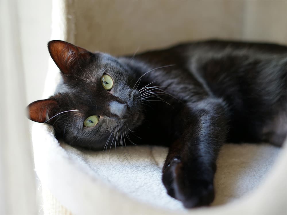 cat lying down in sunny window