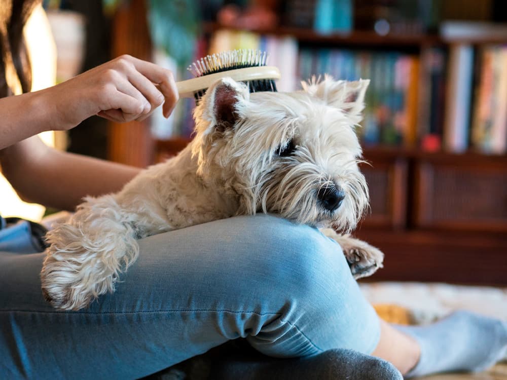 girl grooming her dog in living room