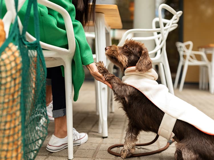 15 Places Your Date Won’t Go With You — But Your Dog Will