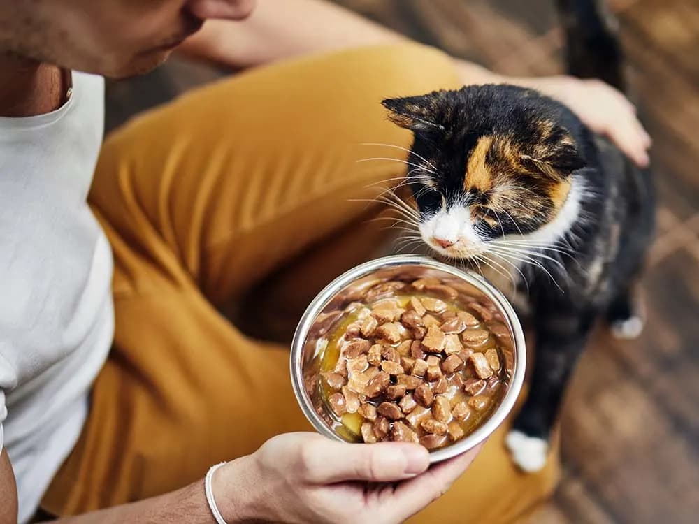 cat looking at bowl of food person holding