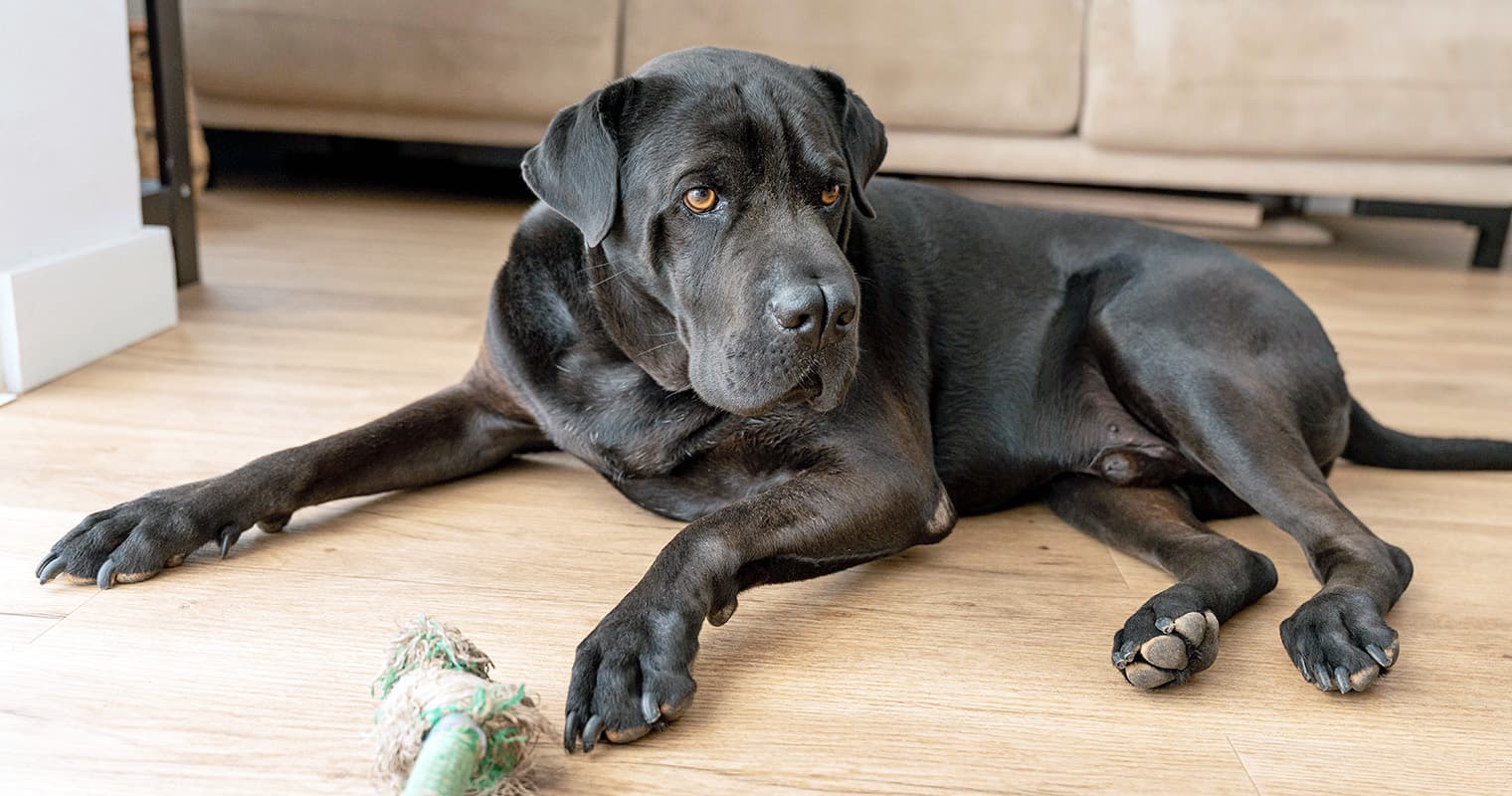 11 Big Dogs Who Look Like Pit Bulls