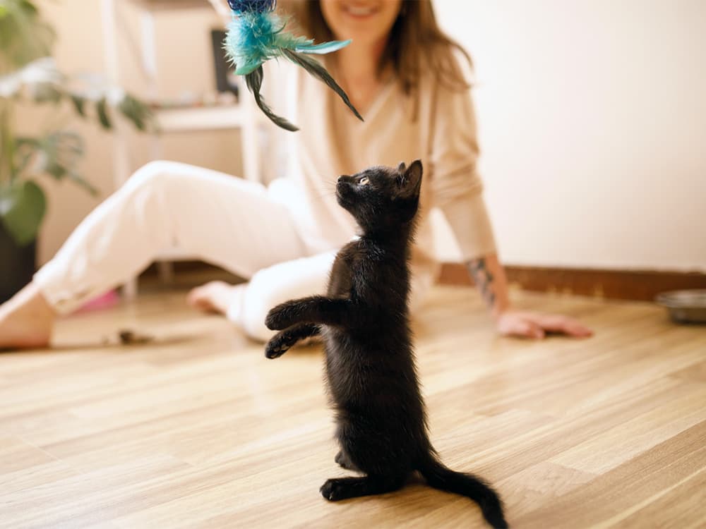 5 Kitten Behavioral Milestones You Should Know
