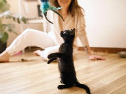 5 Kitten Behavioral Milestones You Should Know