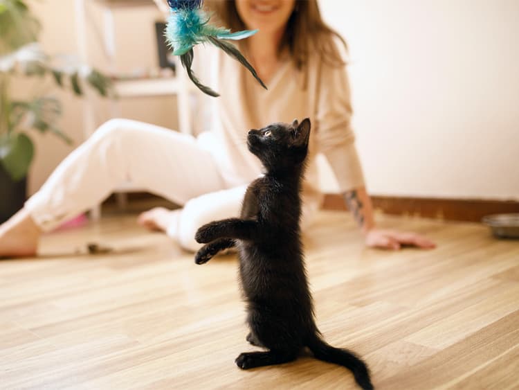 5 Kitten Behavioral Milestones You Should Know