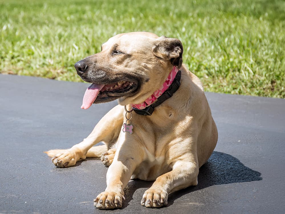 Great Dane Mastiff mixed breed dog outside.