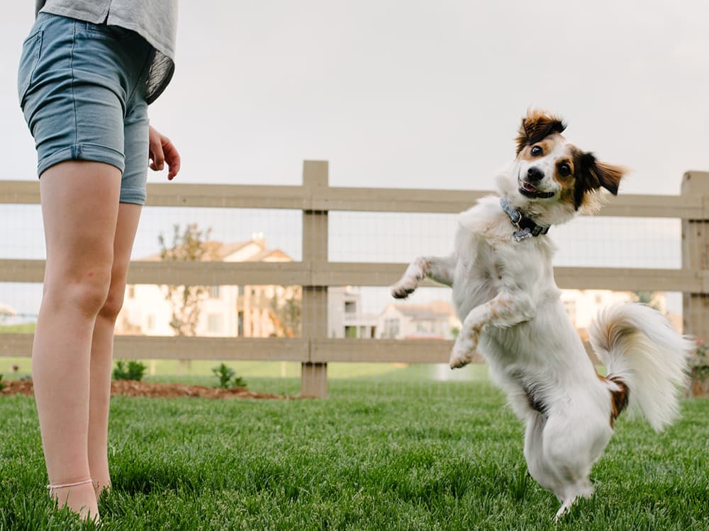 10 Reasons Why You Should Adopt a Dog