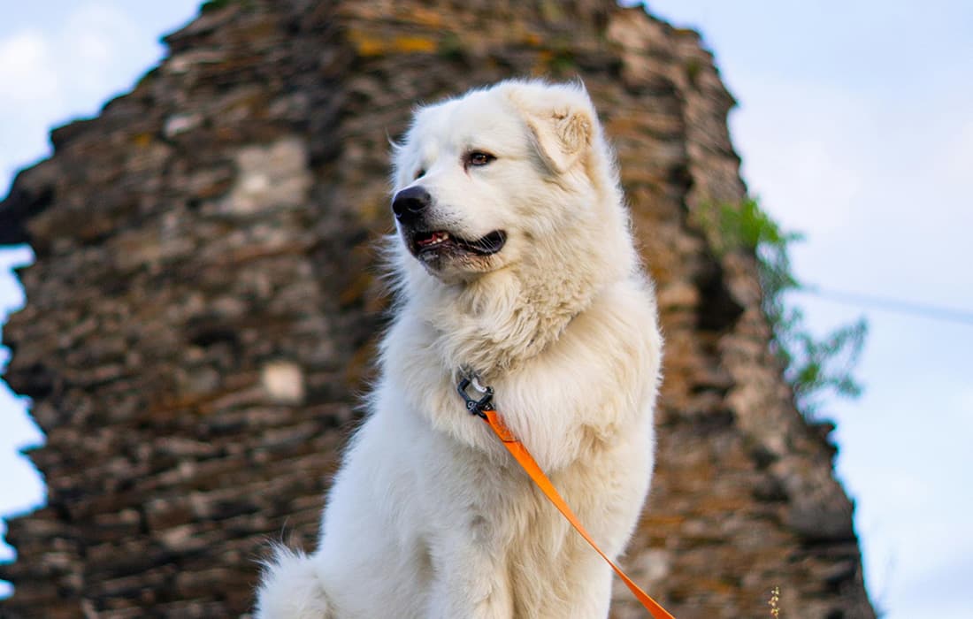 White Kuvasz dog