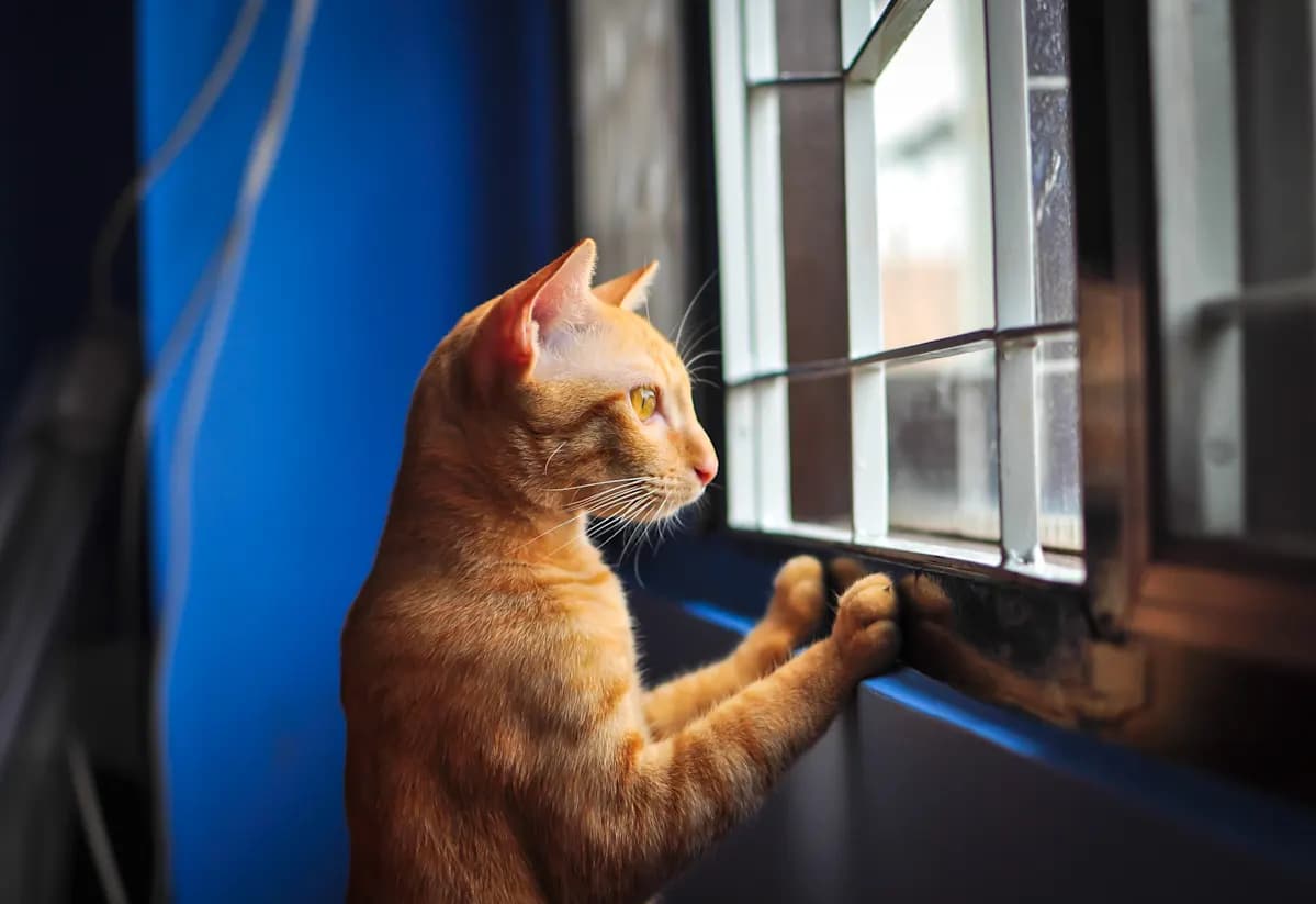 cat inside blue house looking outside
