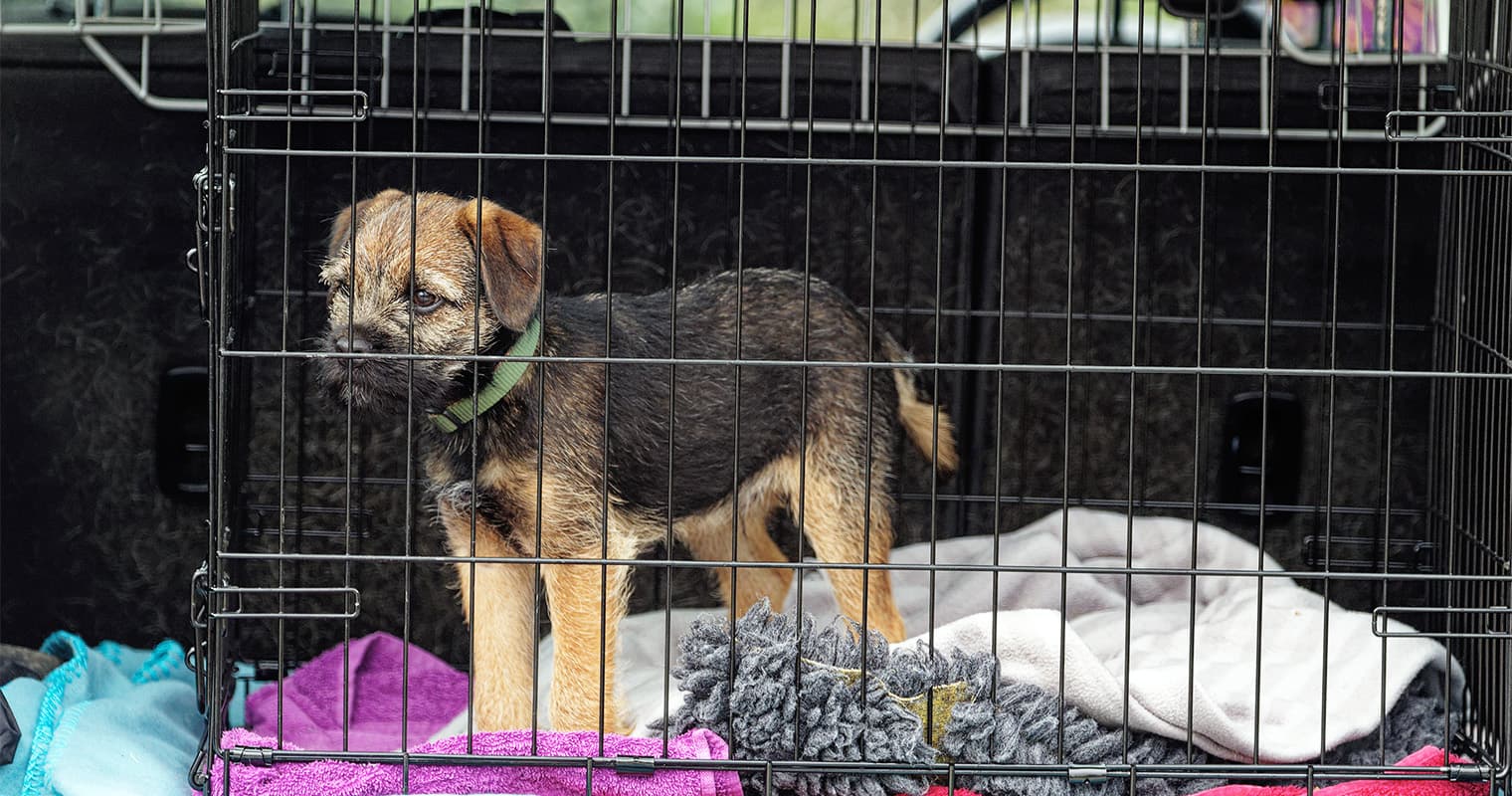 Can I Drop My Dog Off At An Animal Shelter?
