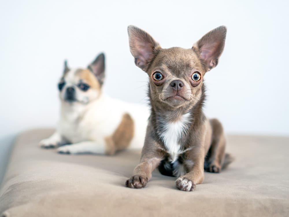 low maintenance chihuahua dogs