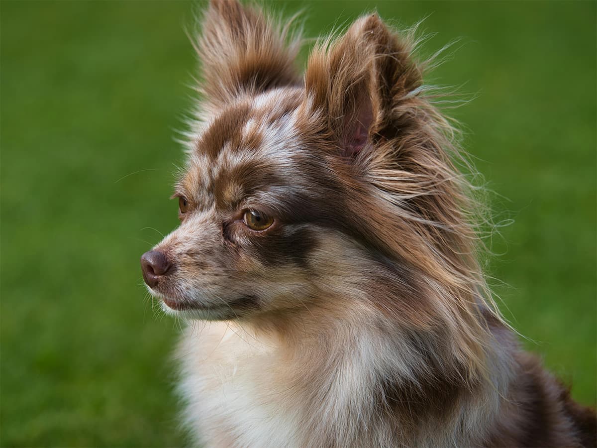 Brown merle chihuahua on grass