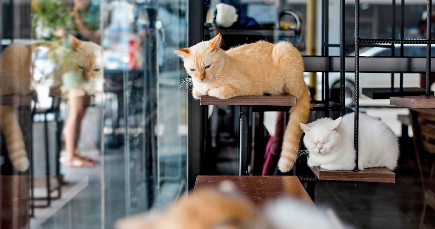 How Cat Cafes Help Save Lives