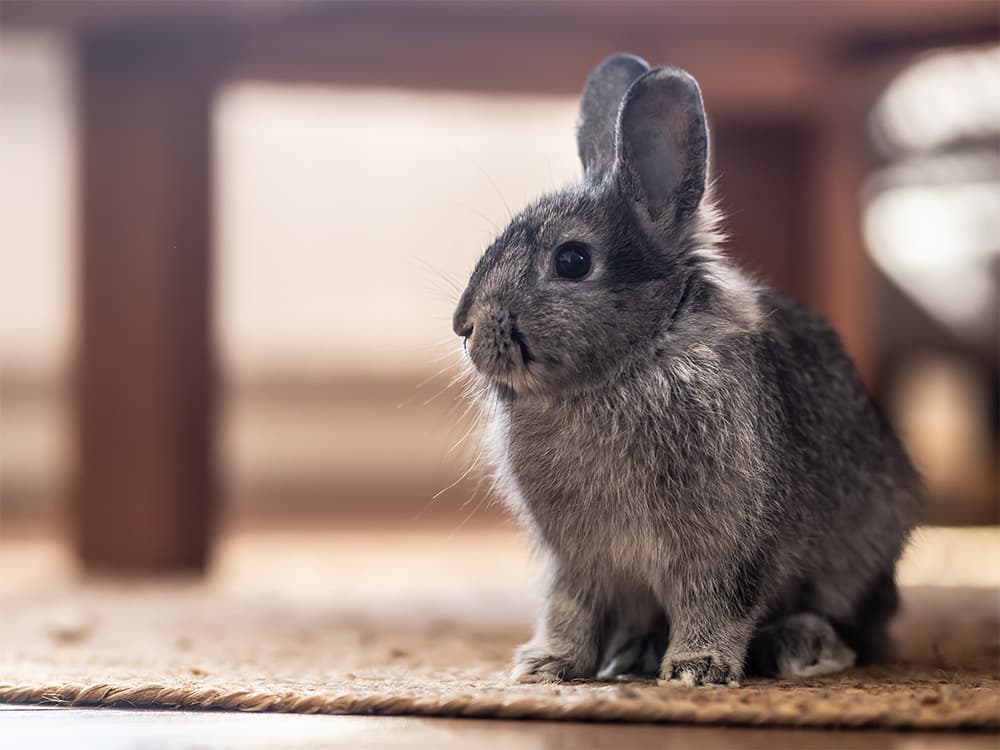 bunny hiding under space of table