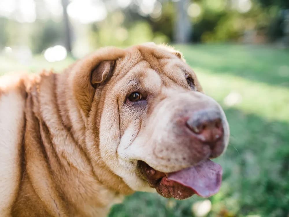 shar pei dog looking back